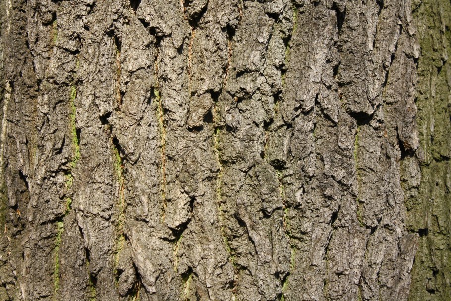 Фактура коры