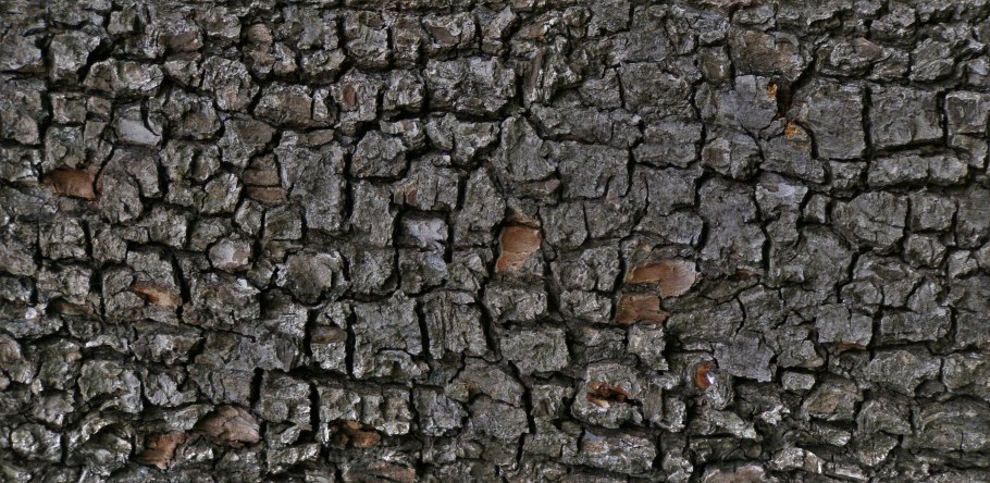 Кора текстура бесшовная