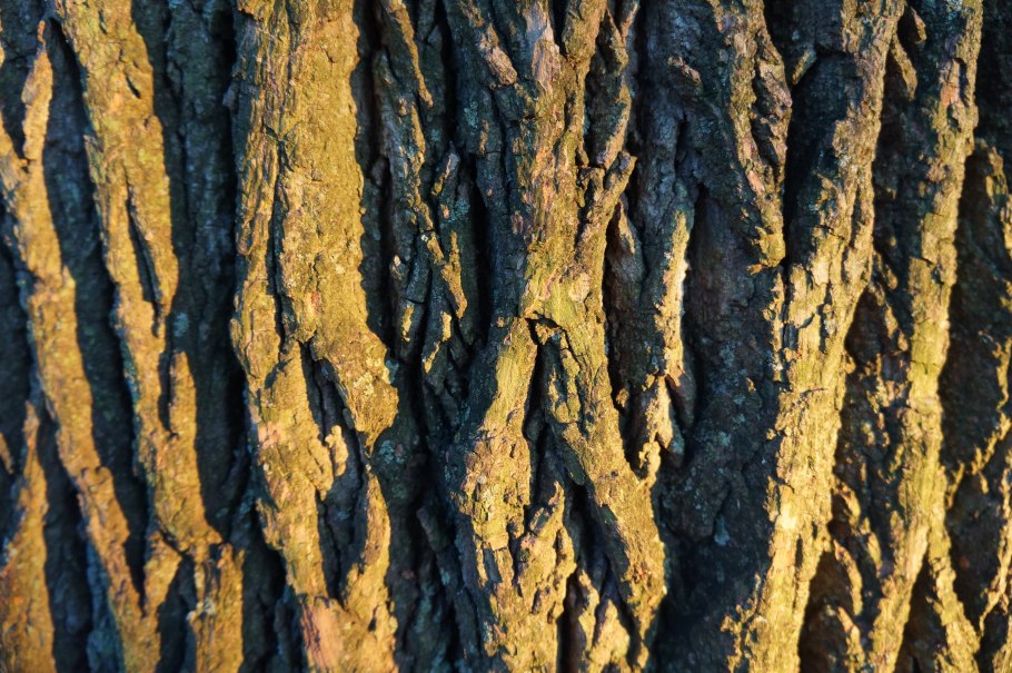 Деревья с фактурным стволом