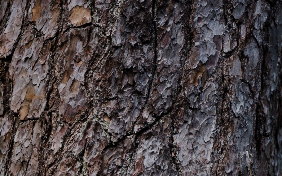 Кора дуба 512 2048