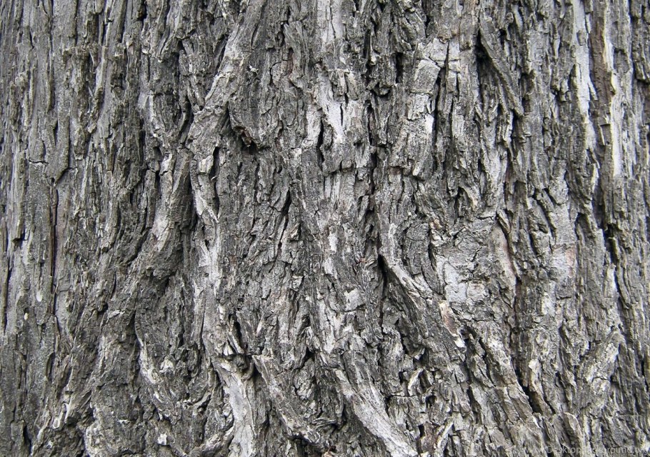 Альфа коры дерева