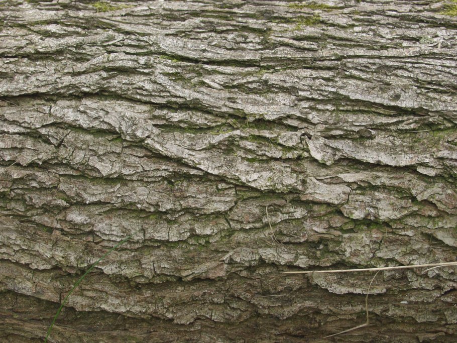 Кора текстура 3d Max