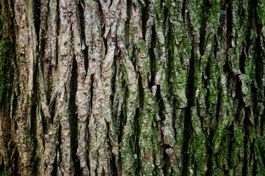 Текстура ствола дерева