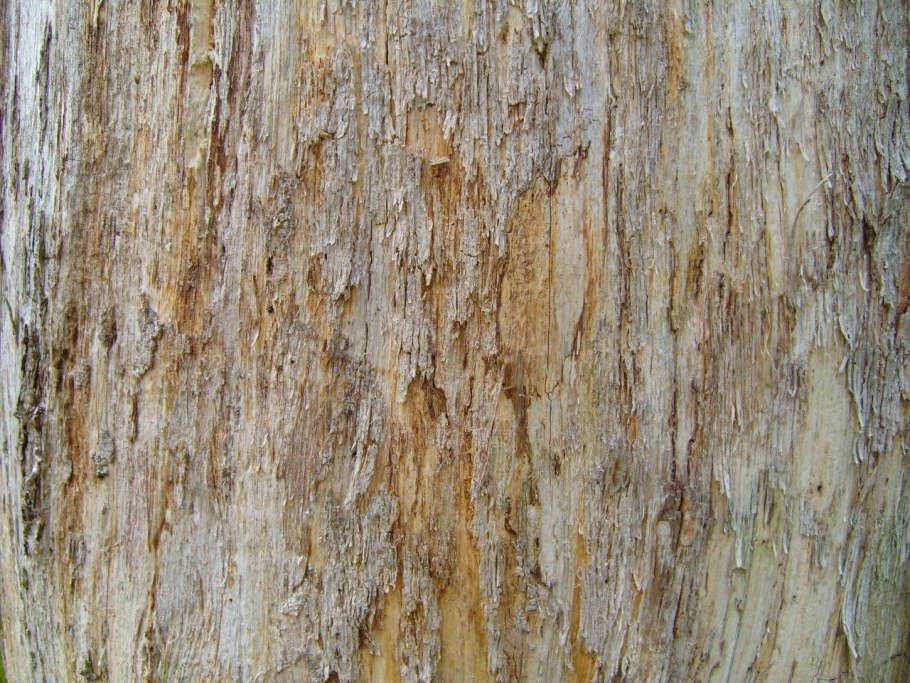 Текстура дерева без коры