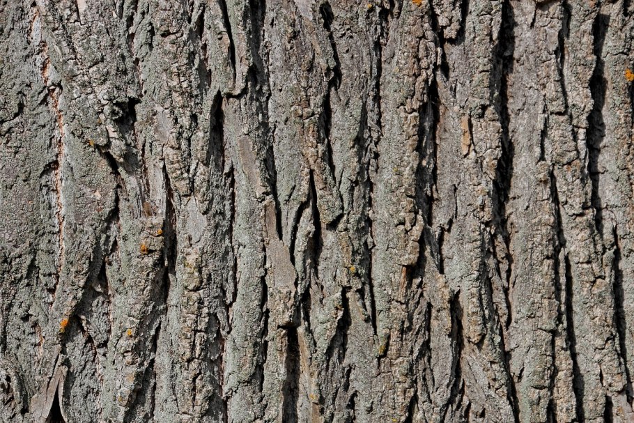 Бороздчатая кора