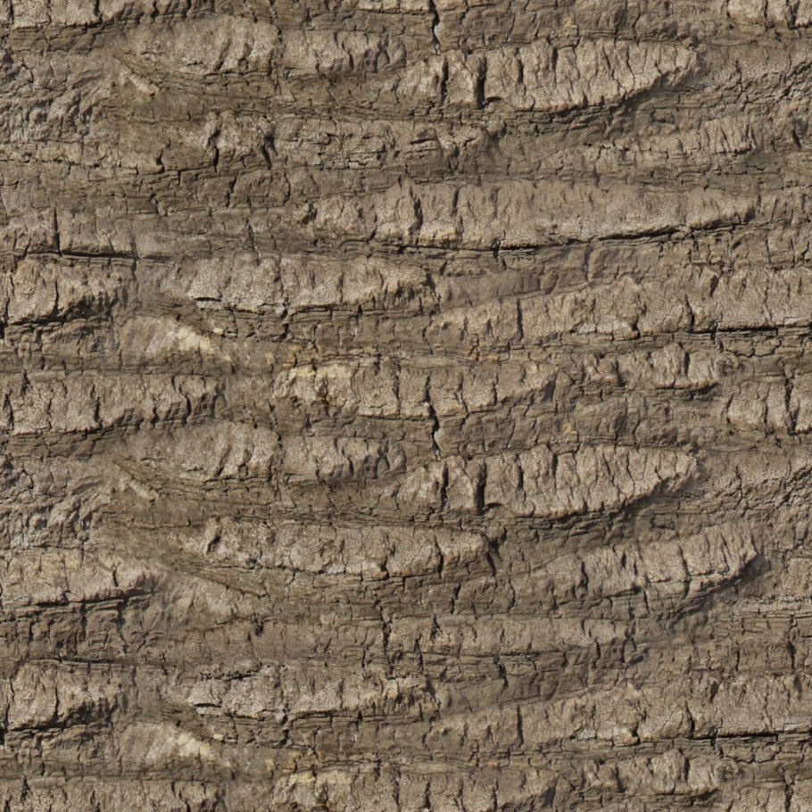 Текстура пальмового дерева