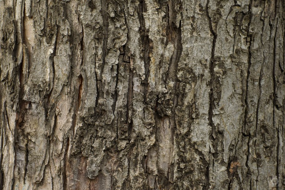 Текстура коры яблони