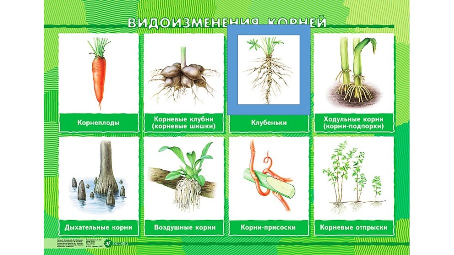 Видоизменения корней