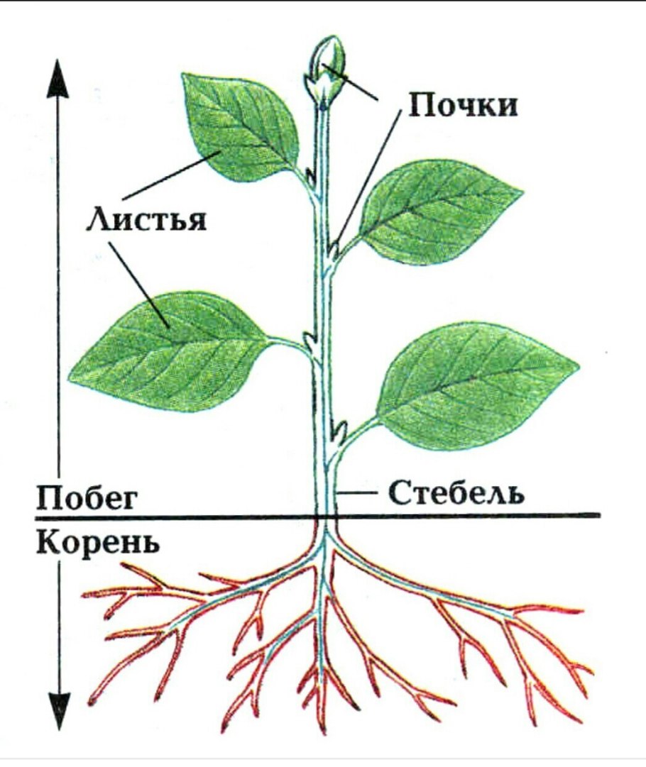 Корень стебель плод побег