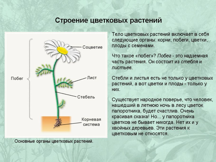 Строение растения