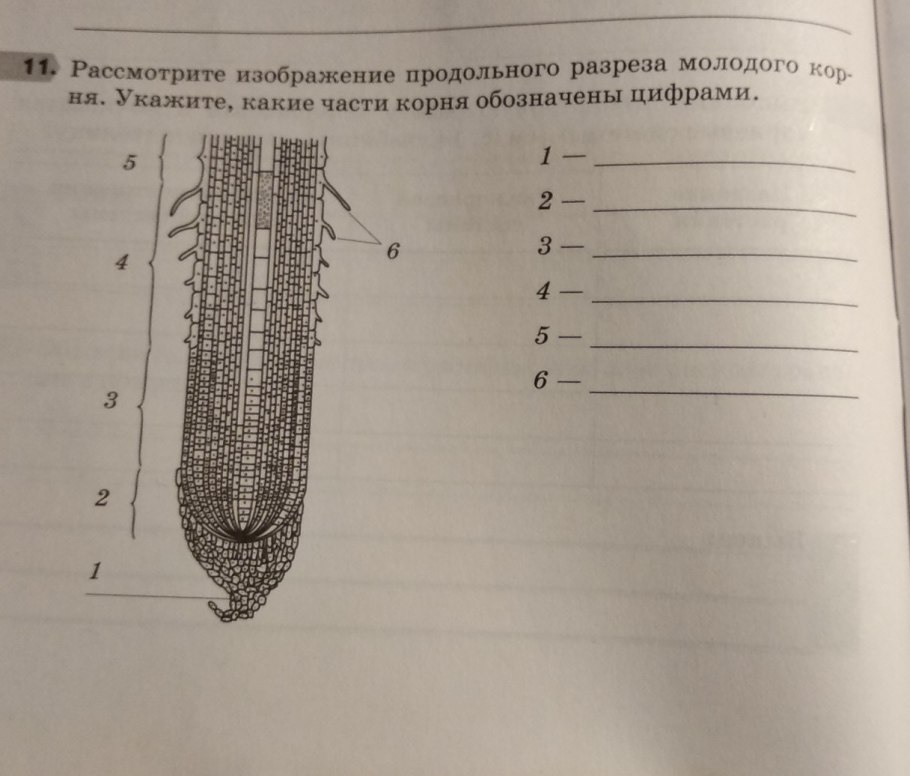 Зоны корня корневой чехлик