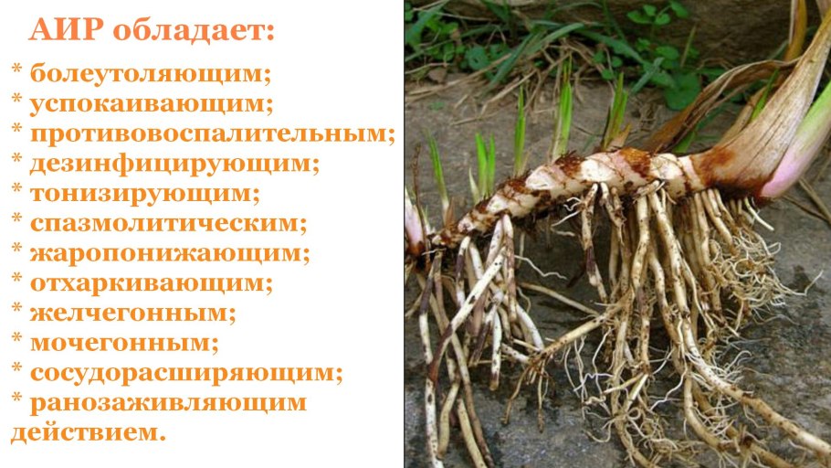 Цветок с корнем
