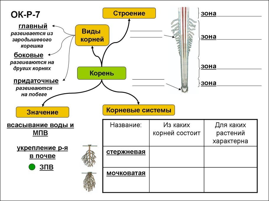 Конспект по биологии 7 класс органы растений