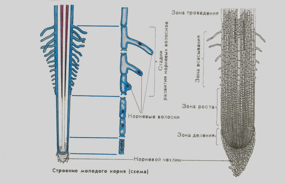 Зоны корня 6 класс биология Пасечник