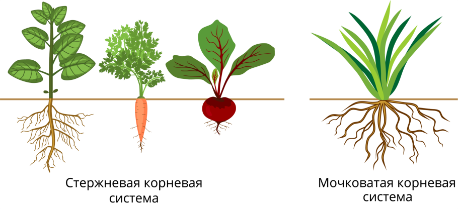 Строение побега сосны обыкновенной