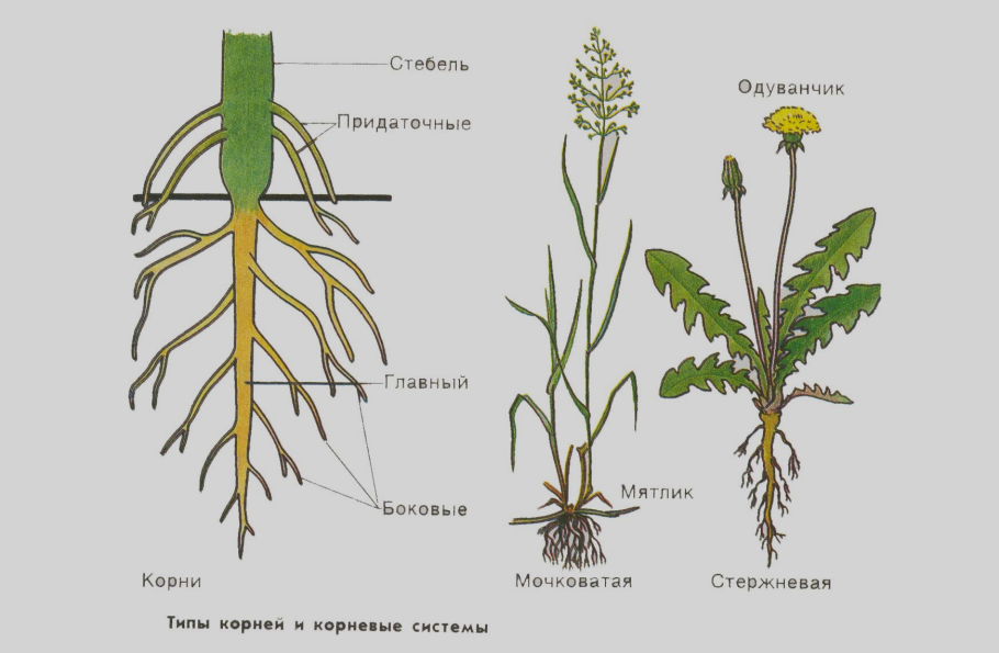Корневая система одуванчика