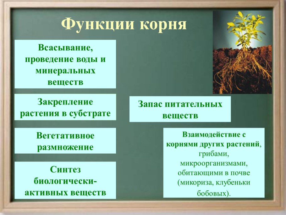 Продольный разрез молодого корня биология 6 класс