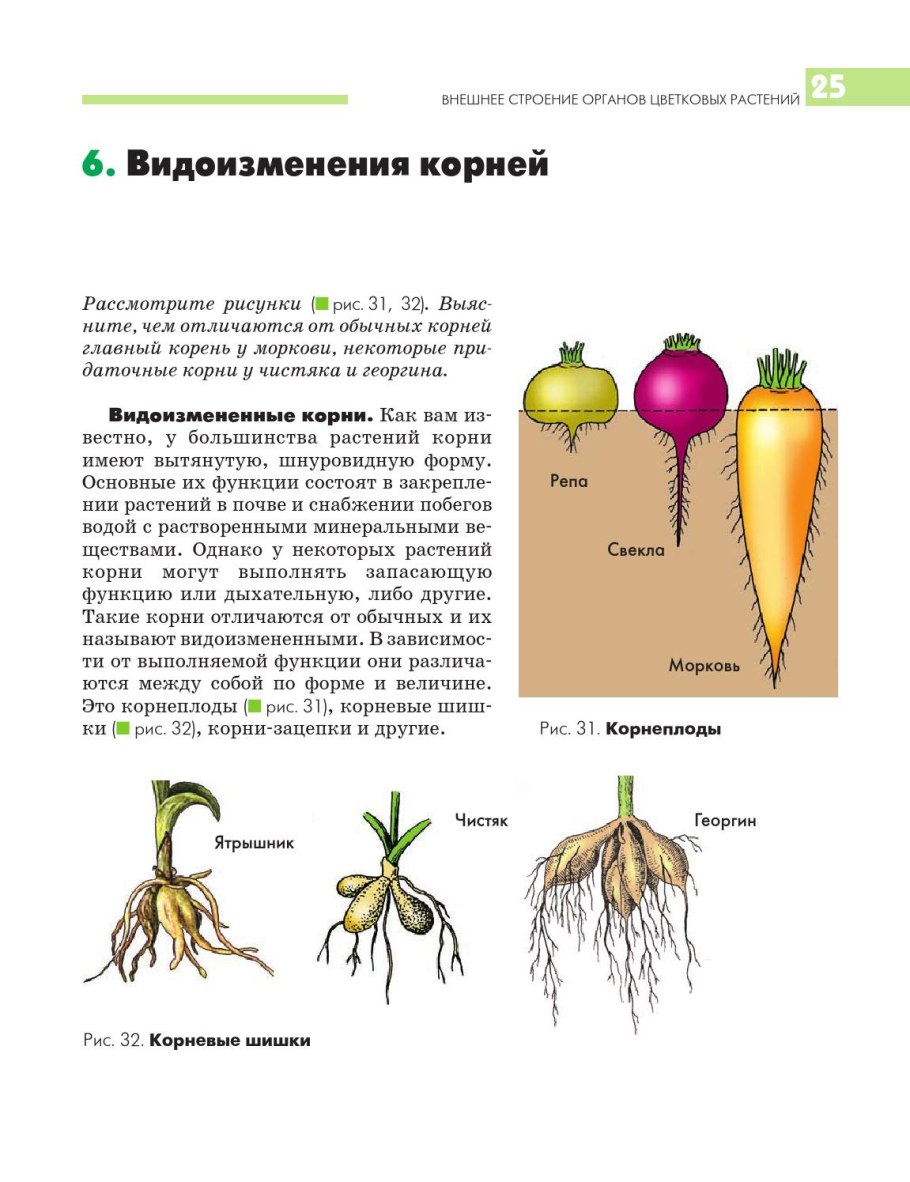 Видоизмененные корни моркови