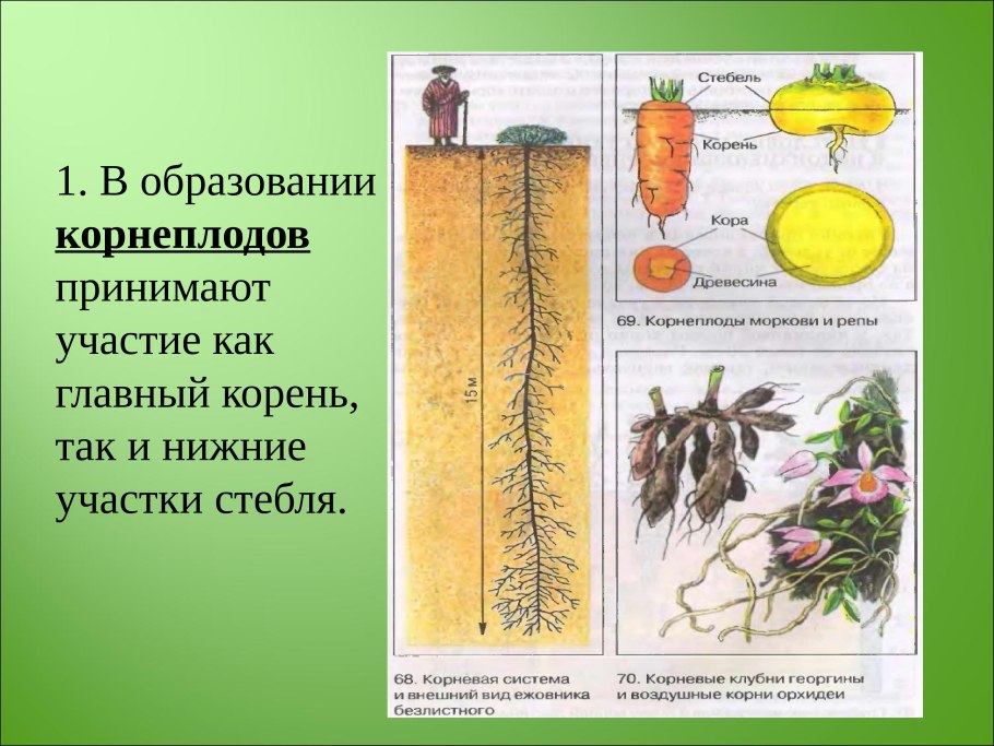 В образовании корнеплодов участвуют