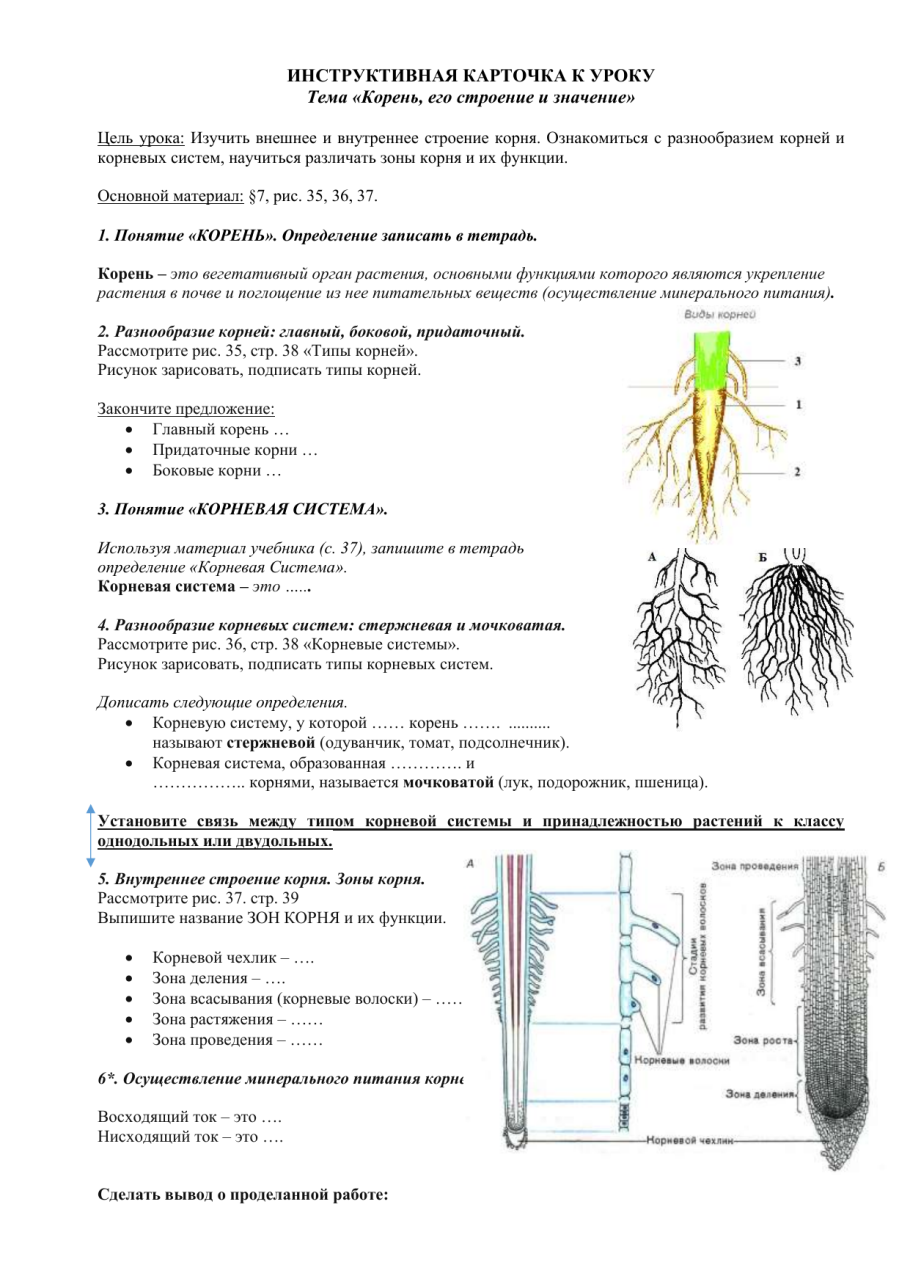 Корневые волоски трихомы