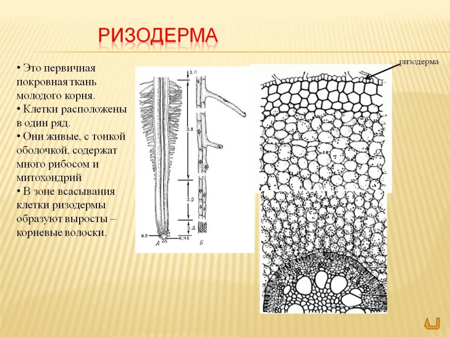 Шиповник строение растения