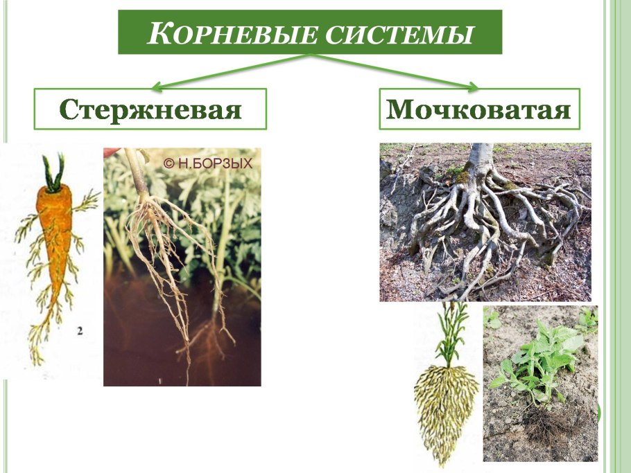 Корневая система органы цветковых растений 6 класс