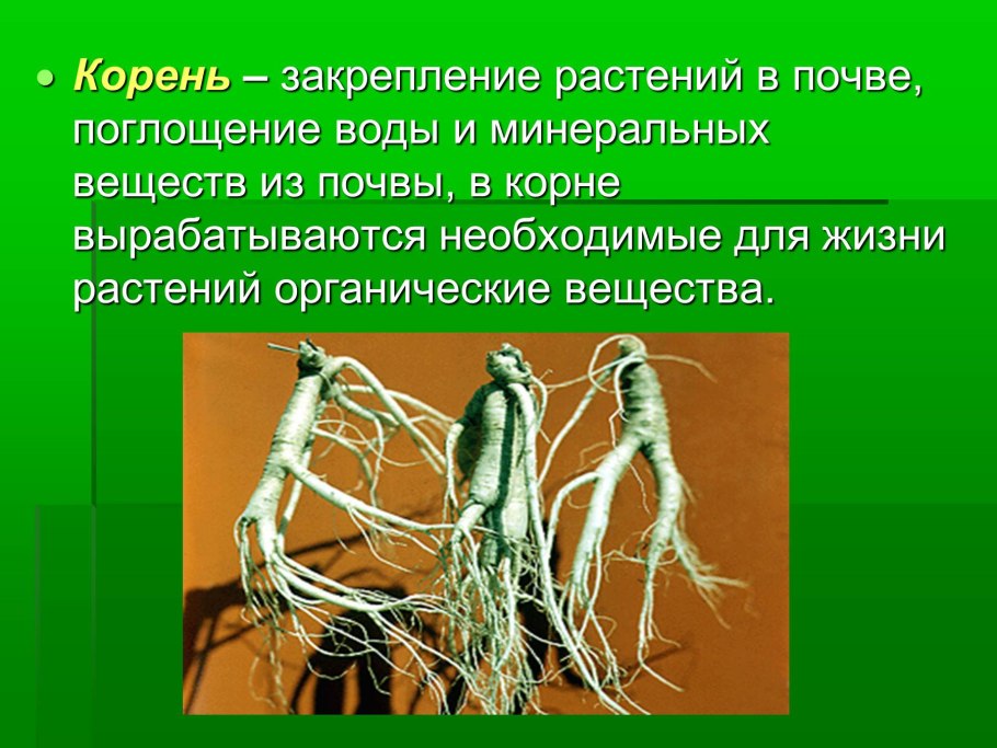 Поглощение корнями воды и Минеральных веществ