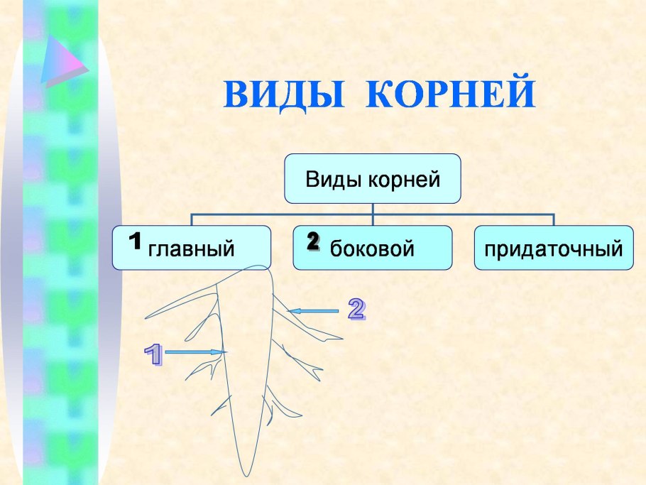 Видоизменённые корня свеклы