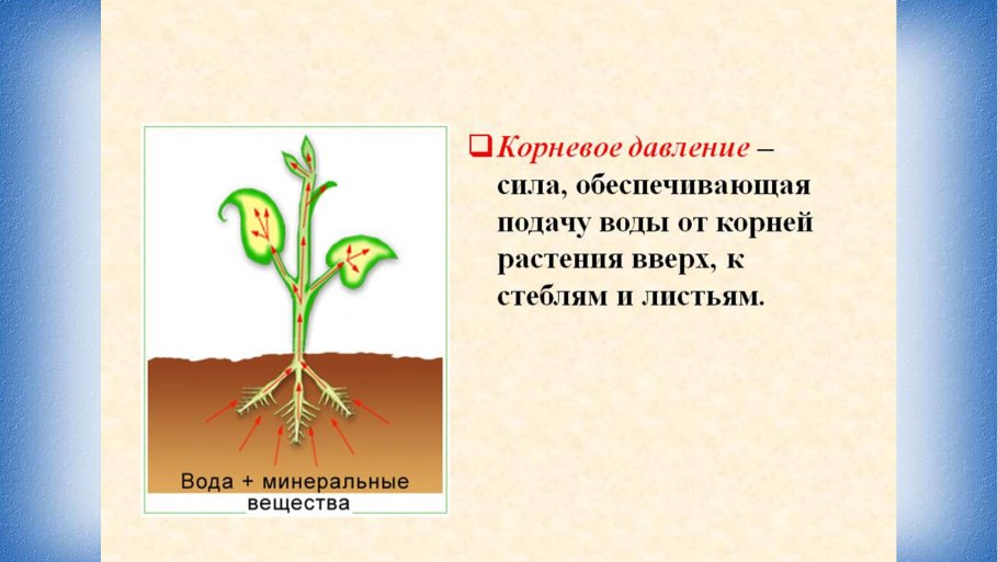 Корневое давление у растений