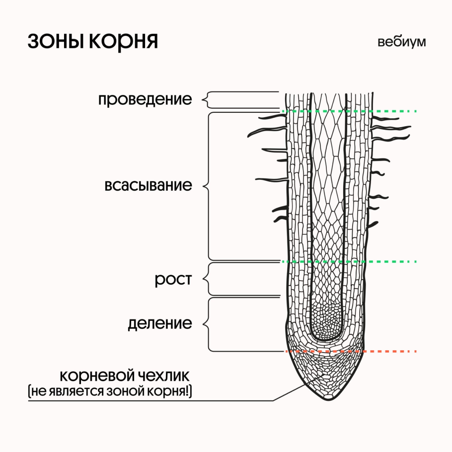 Виды корней для презентации