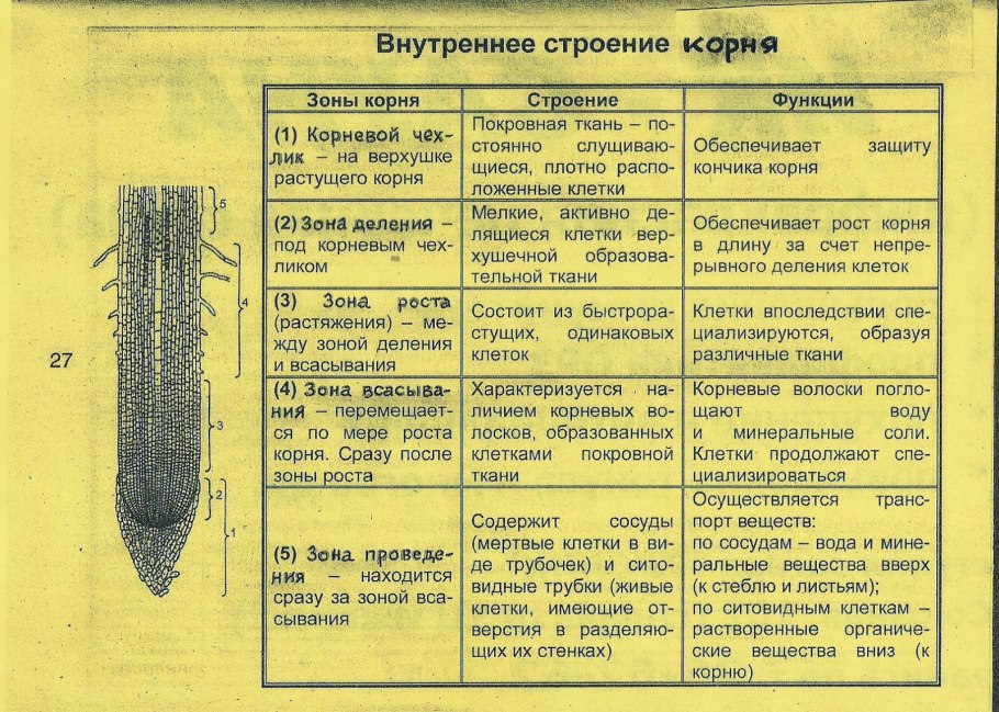 Видоизменения корней Баньян