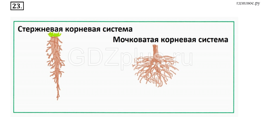 Строение корня цветкового растения