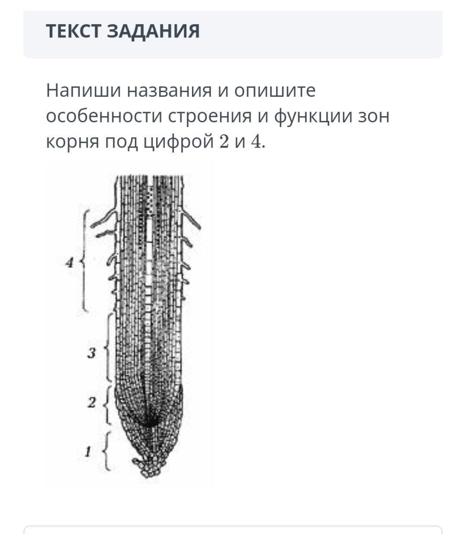 АИР болотный корень