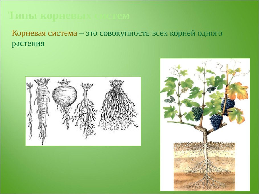 Корневая система совокупность всех корней растений