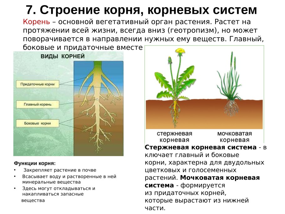 Ботаника корень и корневая система
