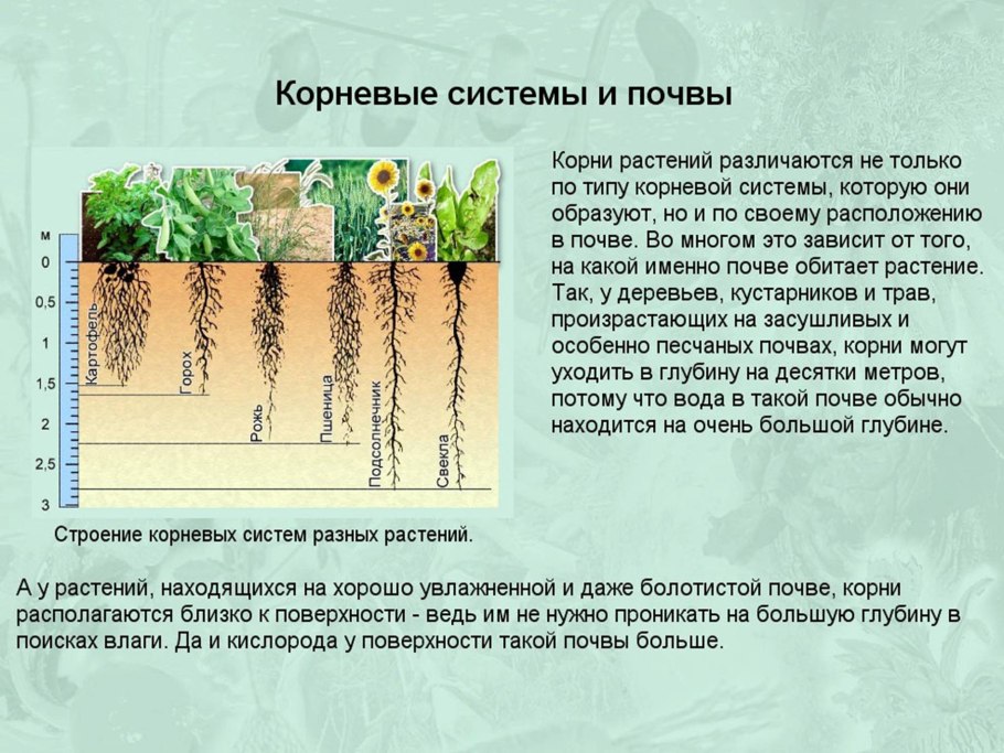 Корневая система растений глубина