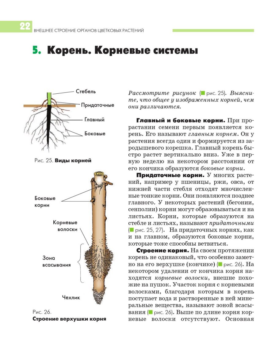 Строение корневой системы растений