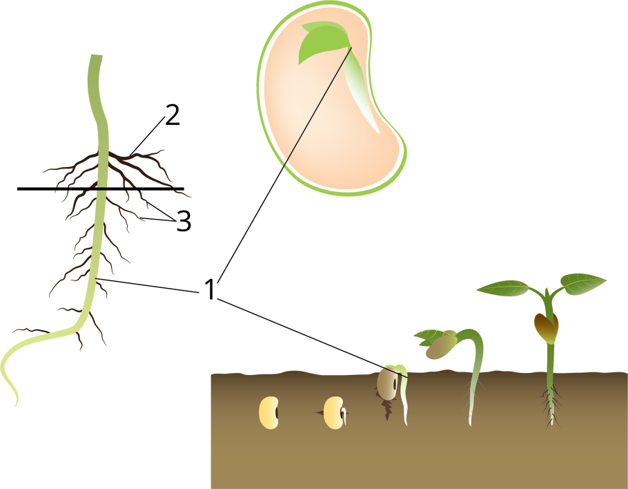 Корень проростка фасоли