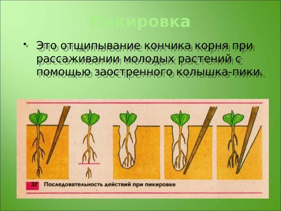 Какое видоизменение корня изображено на рисунке
