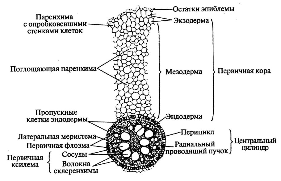 Первичное строение корня ириса