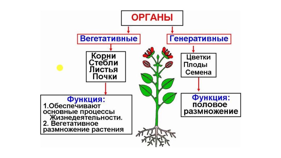 Органы растения вегетативные и генеративные схема