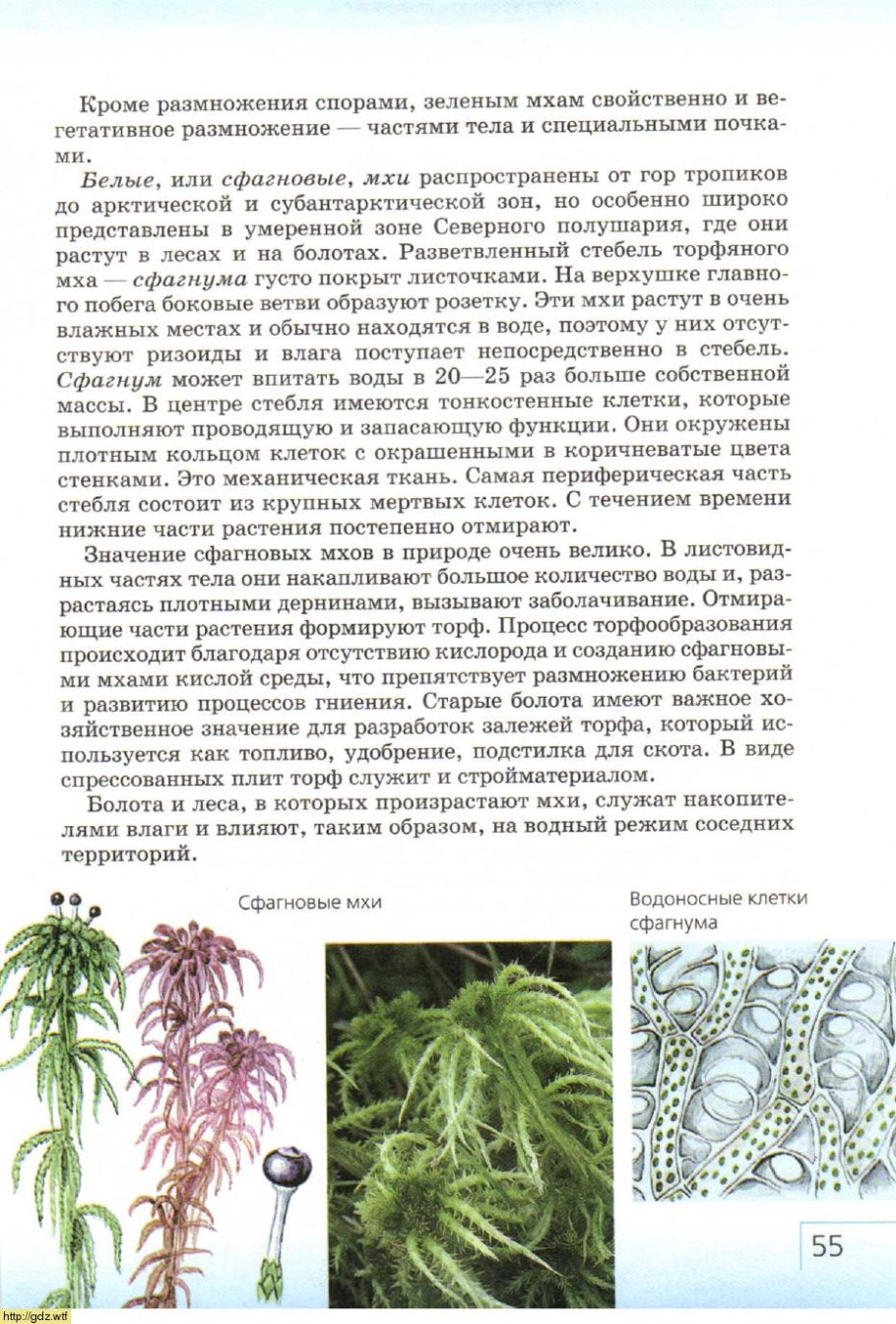 Мох сфагнум строение биология