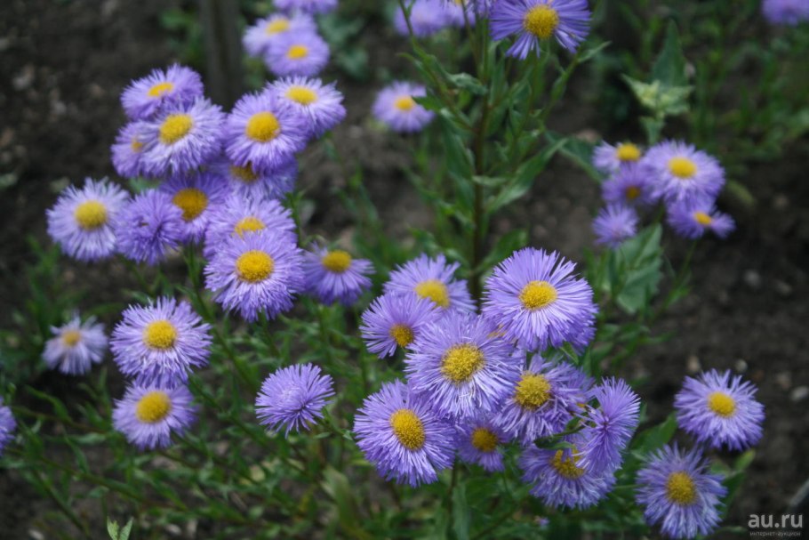 Голубая Ромашка Арктотис