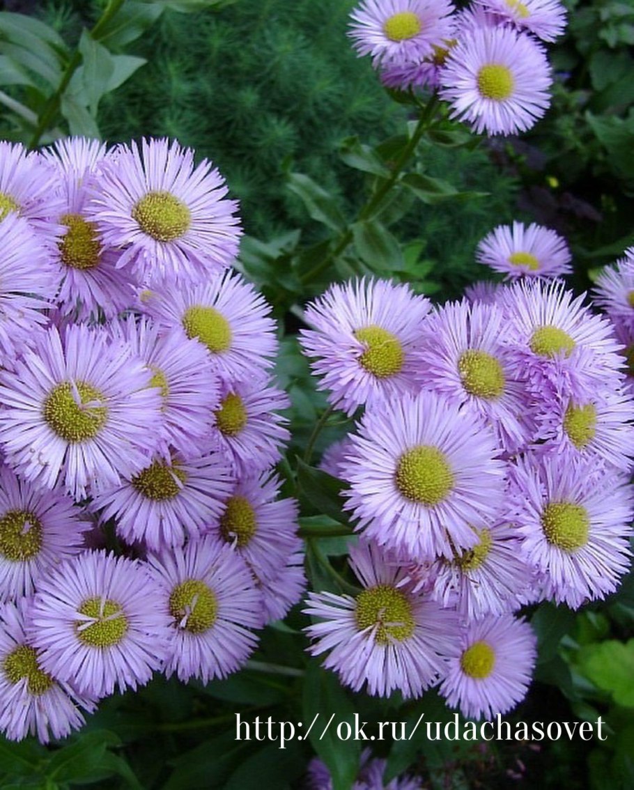 Мелколепестник «эригерон Альпийский»