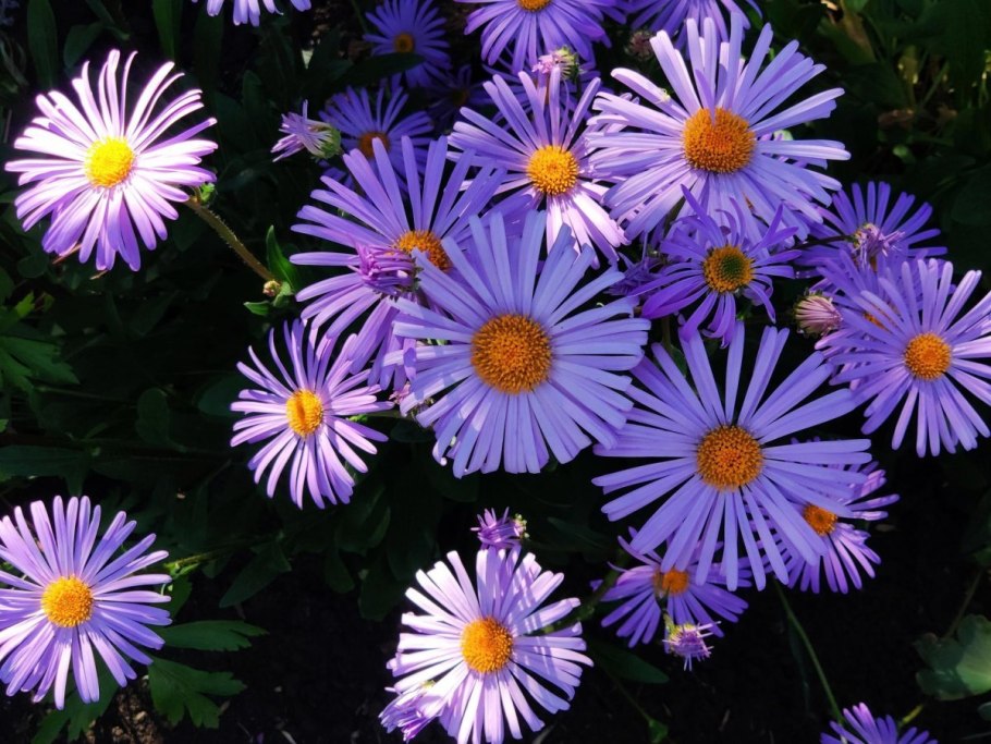 Астра Альпийская (Aster Alpinus &#96;Albus&#96;)