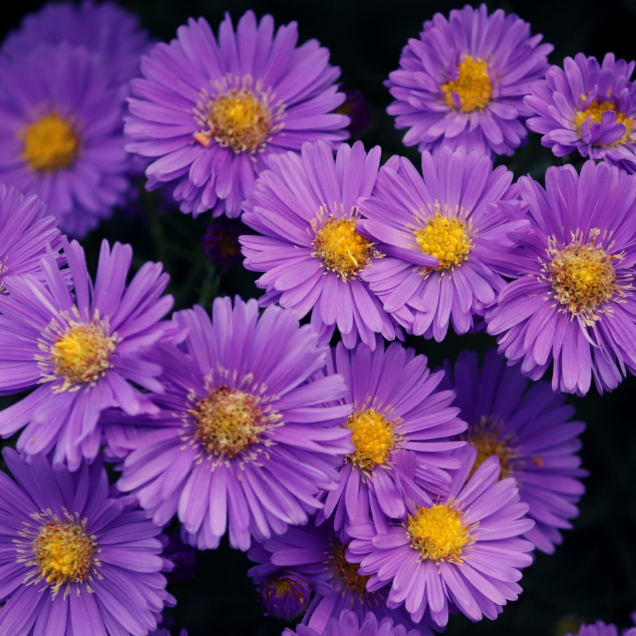 Астра Альпийская многолетняя семена