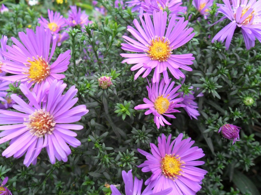 Астра сиреневая Ромашка