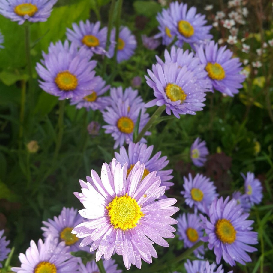 Астра Альпийская (Aster Alpinus)