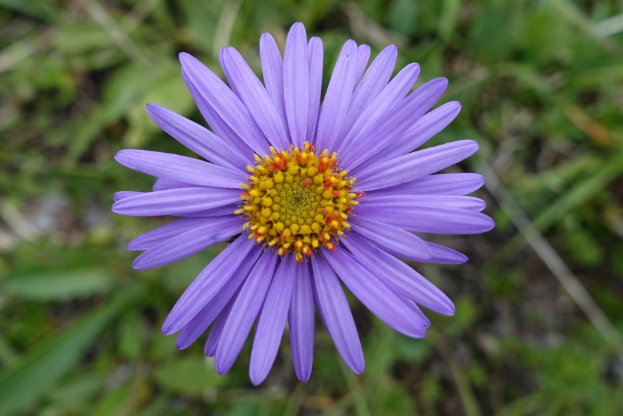 Астра Альпийская голубая многолетник