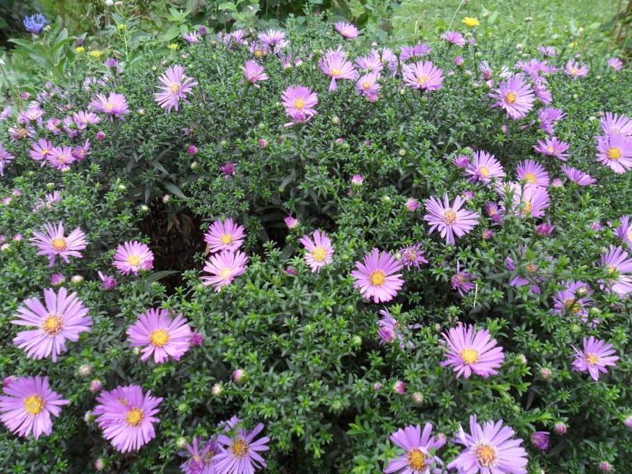 Астра Альпийская Сабина